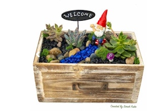 Plant Nite: Gnome in Wooden Drawer